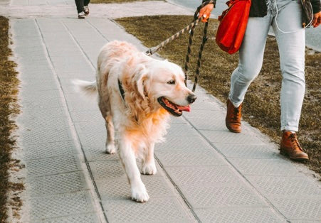 Master the Art of Putting on a Dog Harness for Easy Walks