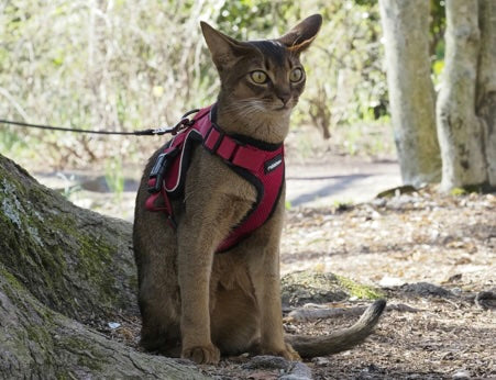 The Cat's Out of the Bag: Why Every Feline Needs a Secure Pet Harness